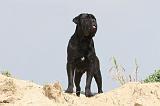 CANE CORSO 173